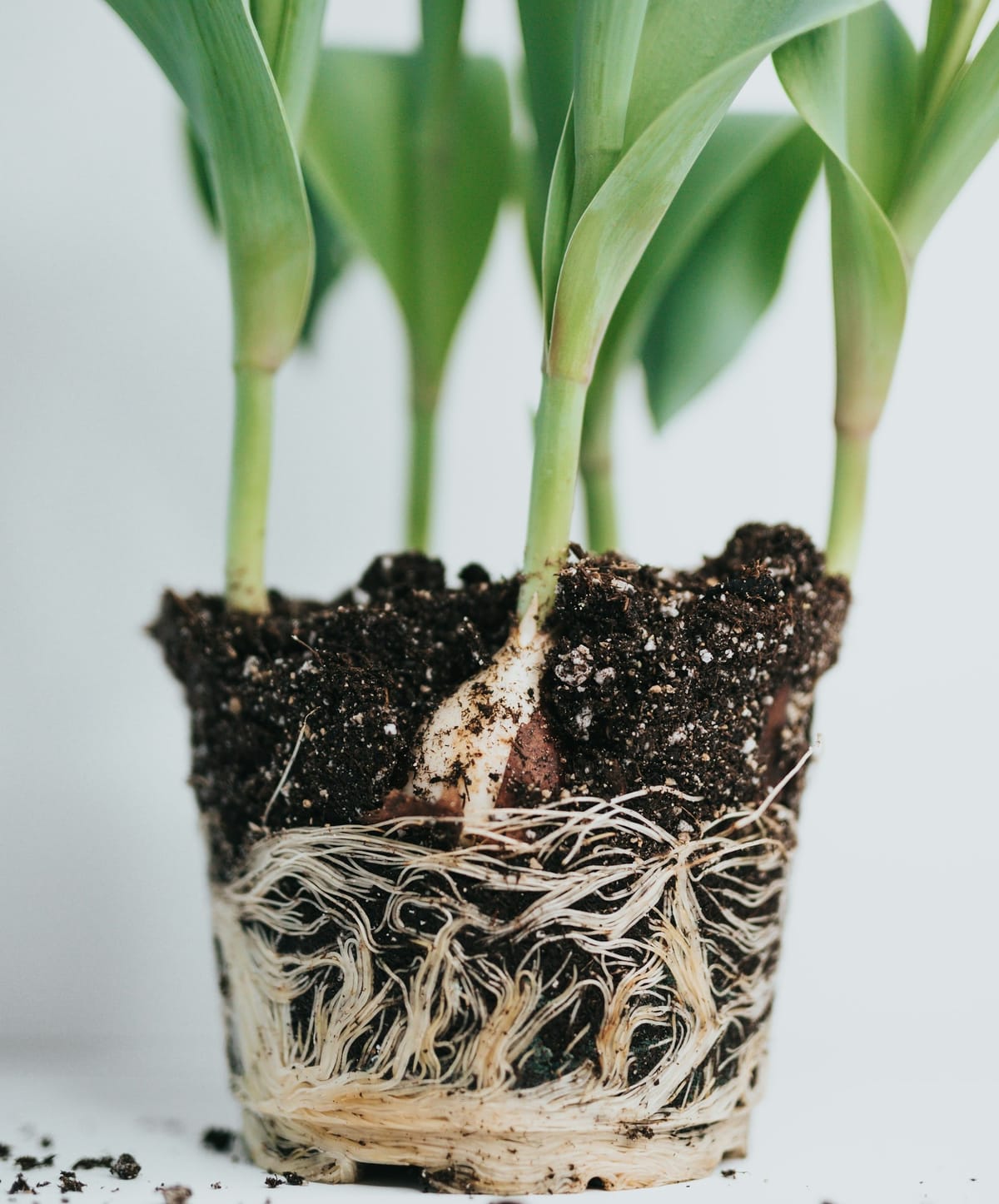 A Shift in Platforms: Moving to Ghost