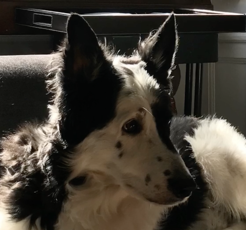 Guiding a child through grief: 594 days without Indy.